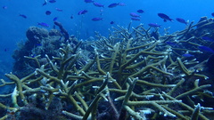 Acropora cervicornis