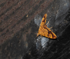 Isocentris