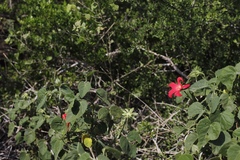 Hibiscus martianus