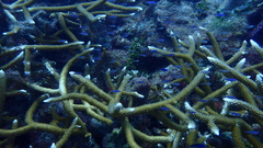 Acropora cervicornis