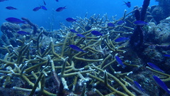 Acropora cervicornis