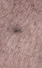 Dioxyna picciola