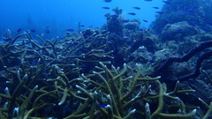 Acropora cervicornis