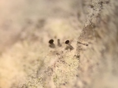 Chaenothecopsis