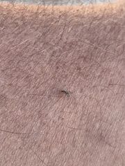 Dioxyna picciola