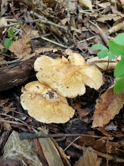 Inocybe dulciolens