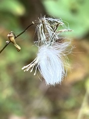 Lactuca hirsuta