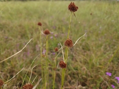 Rhynchospora microcephala