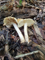 Inocybe dulciolens