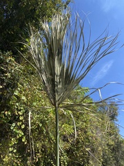 Sabal palmetto