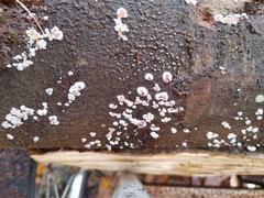 Peniophora albobadia