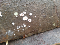 Peniophora albobadia