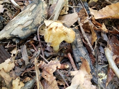 Inocybe dulciolens