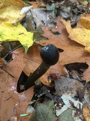 Tolypocladium capitatum