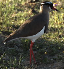 Vanellus coronatus