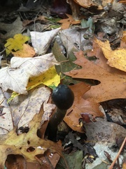 Tolypocladium capitatum