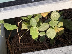 Toxicodendron pubescens