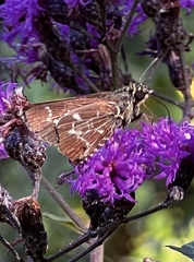 Amblyscirtes aesculapius