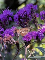 Amblyscirtes aesculapius