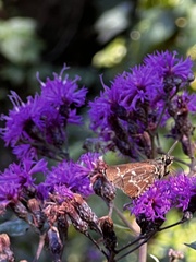 Amblyscirtes aesculapius