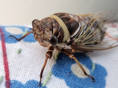 Diceroprocta marevagans