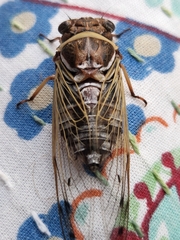 Diceroprocta marevagans