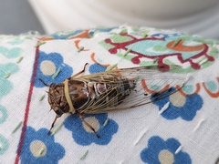 Diceroprocta marevagans