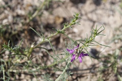Dalea pogonathera