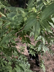 Ungnadia speciosa