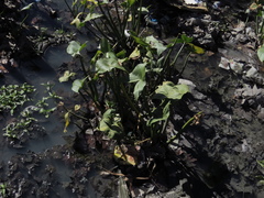Sagittaria montevidensis