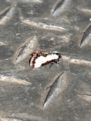 Eudryas unio