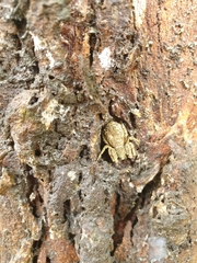 Stephanopis altifrons