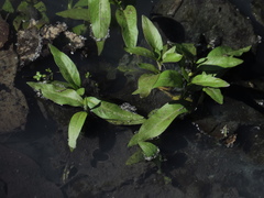 Tracheophyta
