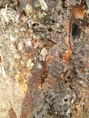 Stephanopis altifrons