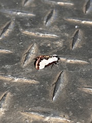 Eudryas unio