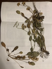 Packera streptanthifolia