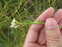 Cakile lanceolata