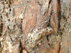 Stephanopis altifrons