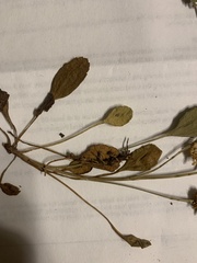 Packera streptanthifolia