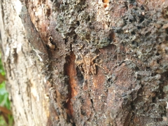 Stephanopis altifrons