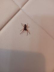 Trachelidae