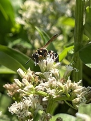 Parancistrocerus fulvipes