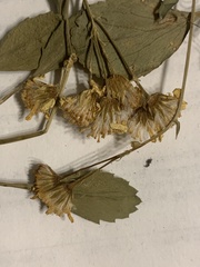 Packera streptanthifolia