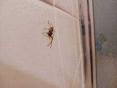 Trachelidae