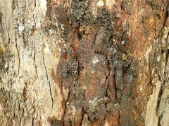 Stephanopis altifrons