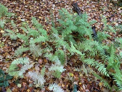 Homalosorus pycnocarpos