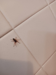 Trachelidae