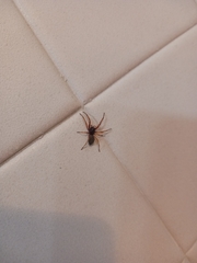 Trachelidae
