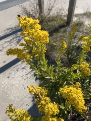 Solidago sempervirens