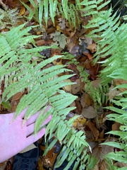 Homalosorus pycnocarpos